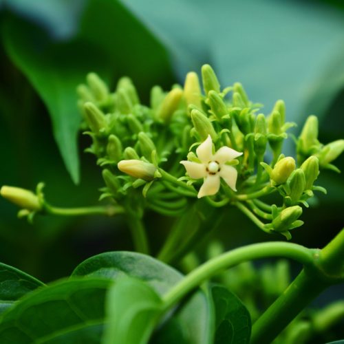 Gymnema Sylvestre